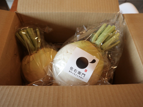 京伝統野菜・聖護院大根　３本（約４kg）