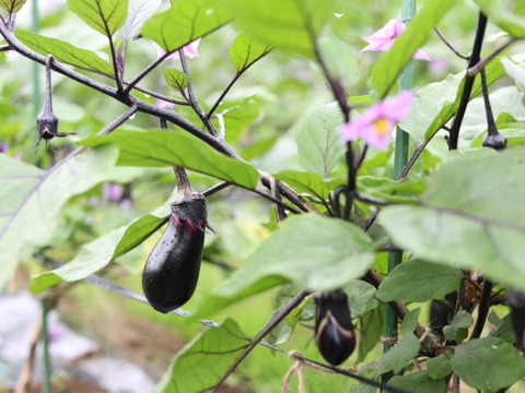 生で食べてほしい！瑞々しさMAXの新鮮水ナス　２㎏