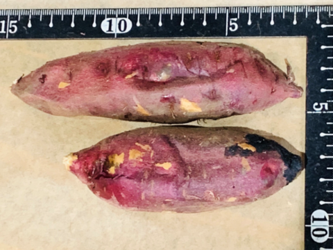 サツマイモ おまけ焼芋付！】茨城県産べにはるか2Sサイズ2kg・ねっとり