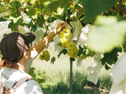 樹上完熟の🍇農家直送シャインマスカット《家庭用1.8kg／4〜7房入り》