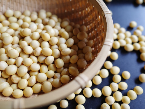 【自然栽培】乾燥大豆「里のほほえみ」14kg　〜令和7年・山形県鶴岡産〜