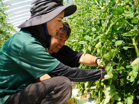 【高原育ちのフルーツミニトマト】サマー千果 2kg｜糖度8.3以上／八ヶ岳の恵み
