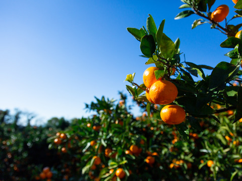 【濃密でシャキシャキ甘い】代々橙甘平【家庭用】１０ｋｇ（5㎏×2箱）