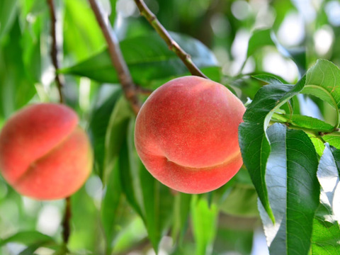 【アワード受賞福袋】まるせい果樹園のりんごとジュース、果塩の詰め合わせ　贈答用　家庭用　自家用　2㌔箱 rjs1