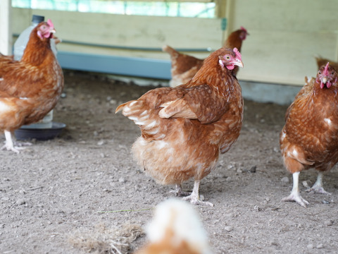 訳あり平飼い卵30個(たまごトレー)