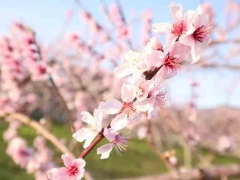 【産直1万件超】土からこだわる“樹上完熟”プレミアム桃！テレビ東京「ひるめし旅」出演で話題！７月～順次発送予定《5~7玉　約2kg》