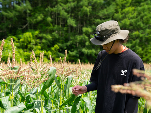 【極み】<幻の1%>去年は予約で完売『八ヶ岳ヴィーナス』約400g×5本　☆糖度18〜20度　雑誌リンネル掲載【夏ギフト】