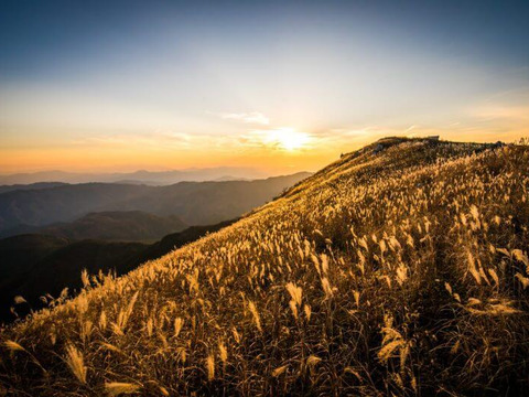【常温便】超人気！！葉っぱの半分カット付き大野ヶ原大根　Mサイズ3本