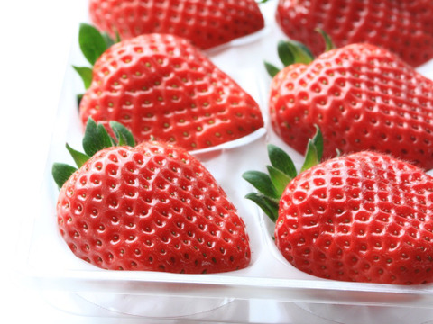 朝採りいちご　大粒まりひめ　12粒　ゆりかーご発送