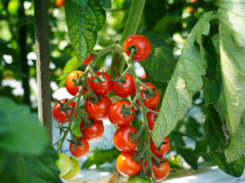 【高原育ちのフルーツミニトマト】サマー千果 2kg｜糖度8.3以上／八ヶ岳の恵み