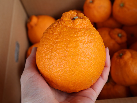 農家直送！しらぬい　2.5kg  【平武農園】〜蛍飛ぶ町から旬の便り〜　和歌山｜有田｜田口｜ギフト