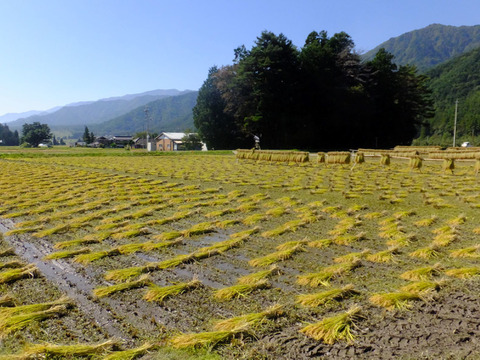 北アルプス山麓　自然栽培米　天日干し　朝日　玄米3㎏