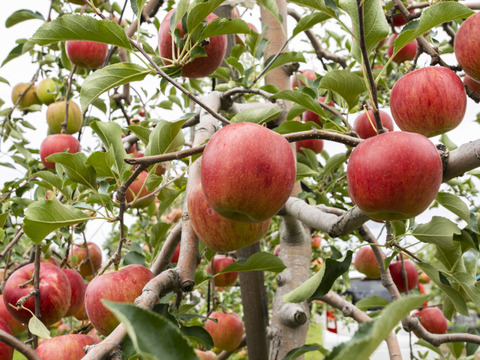 【常温便】～🍎青森りんごを直送🍎～ご自宅用リンゴ『サンつがる』３Kg 　９個から１１個入り