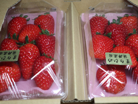 朝採れ、収穫いちご　まりひめ　500g (250g × 2p)