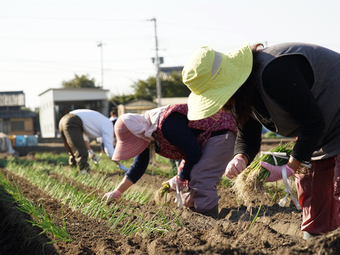 期間限定！淡路島たまねぎ☆食べ比べ☆セット　5kg