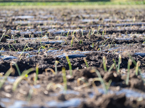【有機JAS認証】オーガニック極小玉ねぎ／ペコロス（5kg、80個程度）