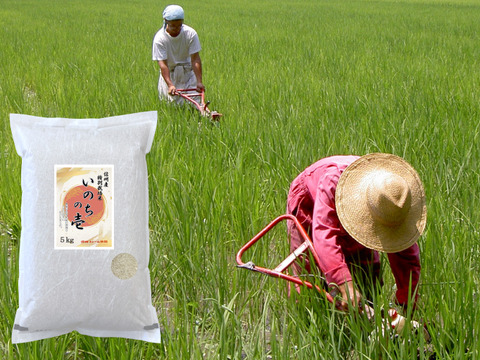 令和5年産【 白米5kg 】信州産 特別栽培米『いのちの壱』大粒の品種です！ 《受注精米》