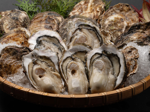 【春牡蠣】身入りMAX！江田島産 殻付き牡蠣 一番美味しい旬を堪能◆