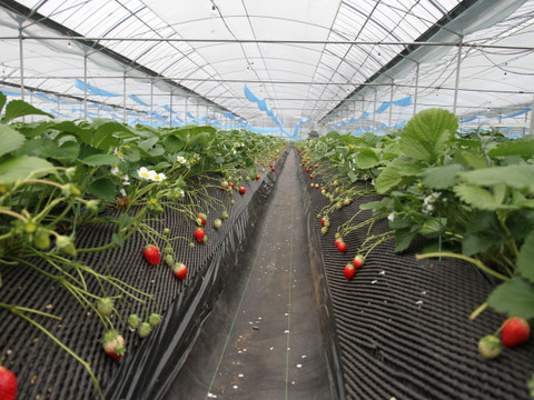 【ご予約商品】【ギフト可】完熟いちご化粧箱入り【24粒～33粒】