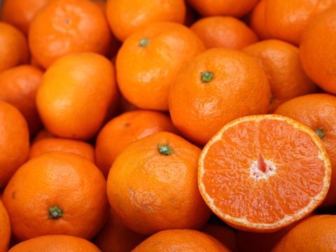 【冬ギフト】農家直送！有田みかん10kg≪Lサイズ 秀品≫【平武農園】～蛍飛ぶ町から旬の便り～　和歌山｜有田｜田口｜ギフト｜こだわり　産地直送　お取り寄せ