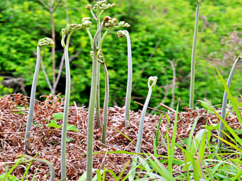 四万十清流山菜】天然蕨わらび500g （あく抜き用の天然木灰