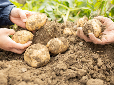 【自然栽培】皮ごと食べられるじゃがいも3kg