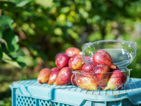 【朝採れ完熟！糖度18度以上も！？】淡路島産 イチジク9個入り（栽培期間中、農薬・化学肥料不使用）