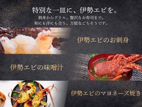 【特大サイズ】天然伊勢エビ｜1.5kg