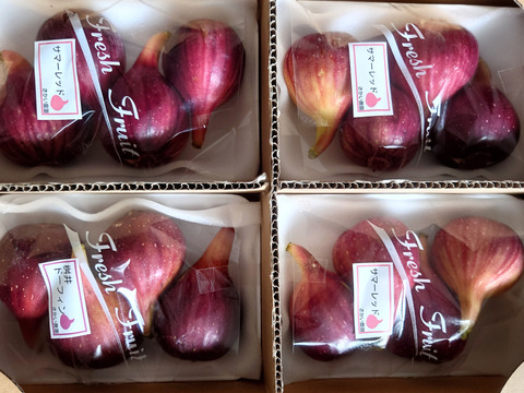 【ご自宅用】朝採り完熟いちじく