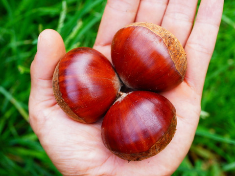 厳選！特大◎ 熊本産 自然栽培和栗 1kg：熊本県産の野菜｜食べチョク