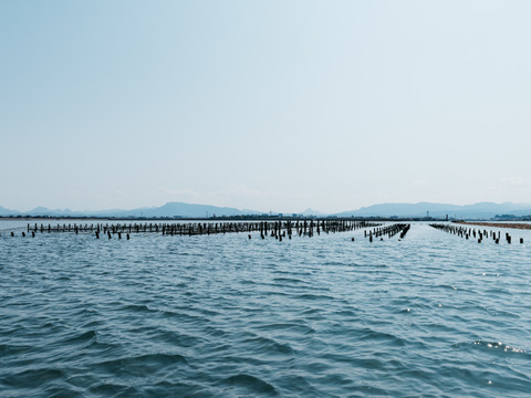 【冷凍殻付き生食用牡蠣】大分中津のブランド牡蠣ひがた美人10粒（Mサイズ：1粒40ｇ程度）