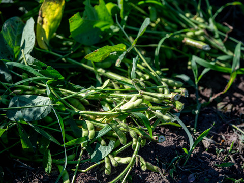 【７〜８月出荷】長野伊那谷の枝付きエダマメ【300g×4袋】【農薬・化学肥料不使用】