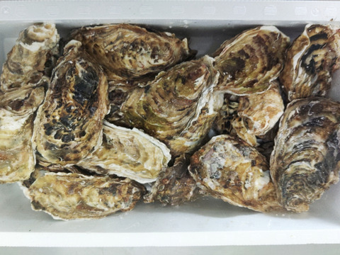 【水産庁補助事業　送料無料】🦪 生食用３ｋｇ（18~48粒） 殻付き 牡蠣 牡蛎 殻付き牡蛎 kaki カキ 松島牡蠣屋 生牡蠣にも、BBQに最適🔥 海産物 オイスター oyster A