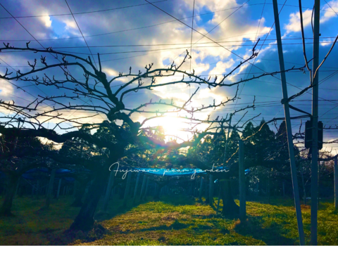 【あきづき】5kg　フルーティーな香りと上品な甘さ＊限定個数＊人気急上昇中！！高級品種　庄内甘熟梨【ギフト】【ご贈答】7~12玉　9月中旬頃〜発送