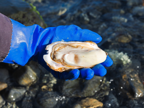1/3革命｜南三陸産 牡蠣のさけ蒸し600g【にっぽんの宝物JAPAN大会素材進化部門準グランプリ】ぷりぷり濃厚・簡単ごちそう