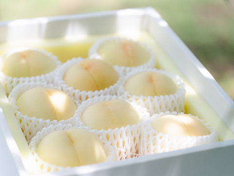 【夏ギフト:７月下旬発送・化粧箱入り】数量限定・希少品種！白桃の大トロ『おかやま夢白桃』5〜10玉（贈答用・熨斗対応)