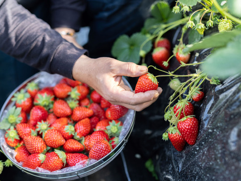 旬の苺食べ比べセット260g×４p【1/30～4/20】