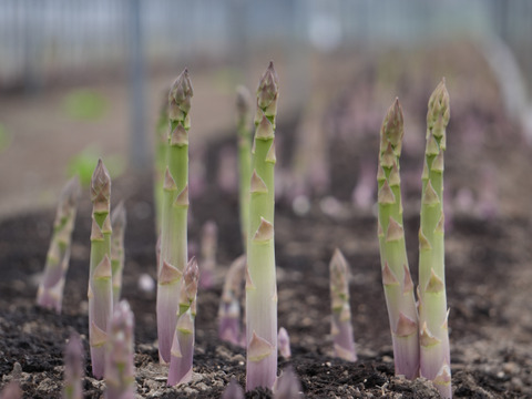 2026春芽！太くてあまーい北海道産アスパラ(2kg )【北海道伊達市ふるさと納税出品商品】