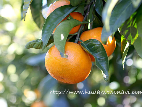 【冷凍ジュース、なつみさんの贈り物に】なつみ完熟贅沢生絞り冷凍ジュース150㎖を9個