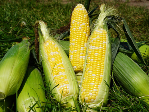 朝採り即出荷】八ヶ岳産グラビス とうもろこし 約4kg（11本前後