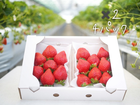 【冬ギフト】苺４品種食べ比べ【270ｇ】4パック