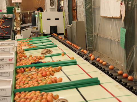 【農家直送】完熟フルーツトマト２Kg｜高知県香南市産｜家庭用・お試し