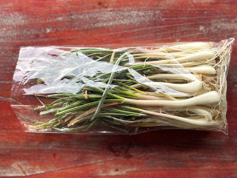 【春限定・希少】宮城産 若採りらっきょう エシャレット 1kg 栽培期間中農薬不使用  朝掘り 4月終了