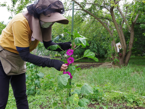 山梨大月の完全自社農園産『ハーブティー（ブルーマロウ）』農薬不使用！｜ソイロン製（植物由来素材のティーバック）