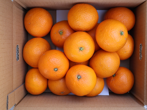 農家直送！きよみオレンジ　3kg  【平武農園】〜蛍飛ぶ町から旬の便り〜　和歌山｜有田｜田口｜ギフト