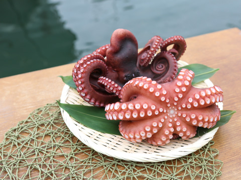 【指定不可】【新鮮間違いなし】生小タコ3ｋｇ分〈5匹〉ぷりっぷり下津井産