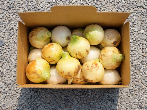 【手島農園｜春のイチオシ】群馬県前橋市産 新玉ねぎ2キロ