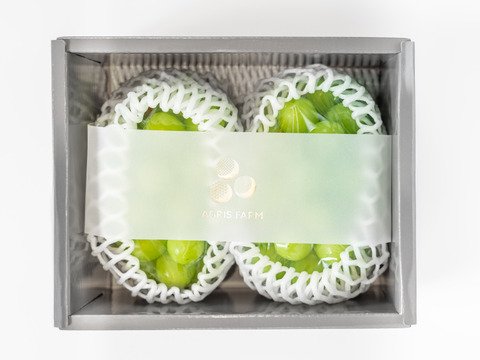 【贈答用】 岡山県産シャインマスカット 2房  予約販売！9月中旬より順次発送致します。