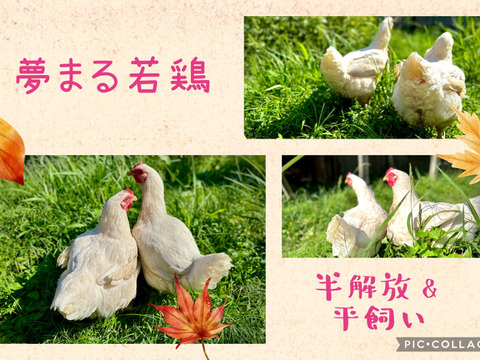 【一切の薬物等を不使用】
夢まるの丸鶏　1.6kg