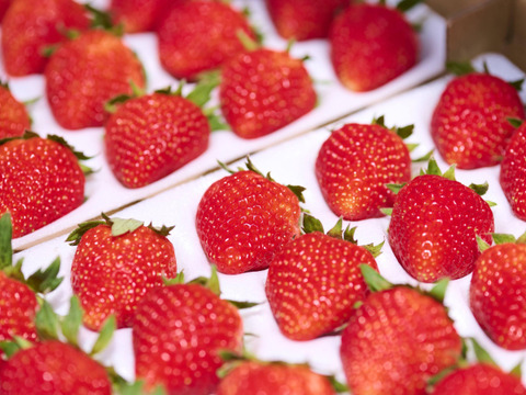 【お中元】朝どれ新鮮夏イチゴ「長野県産」濃厚な味わいのサマーリリカル